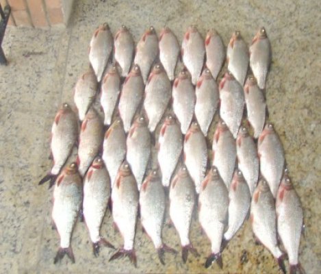 Interdicţie la pescuit în complexul Razim - Sinoe